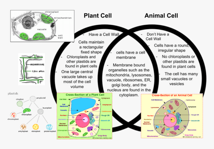 Cell plant cells animal diagram vs plants animals food pulpbits