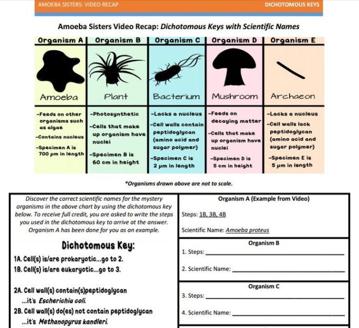 Amoeba sisters pedigrees answer key