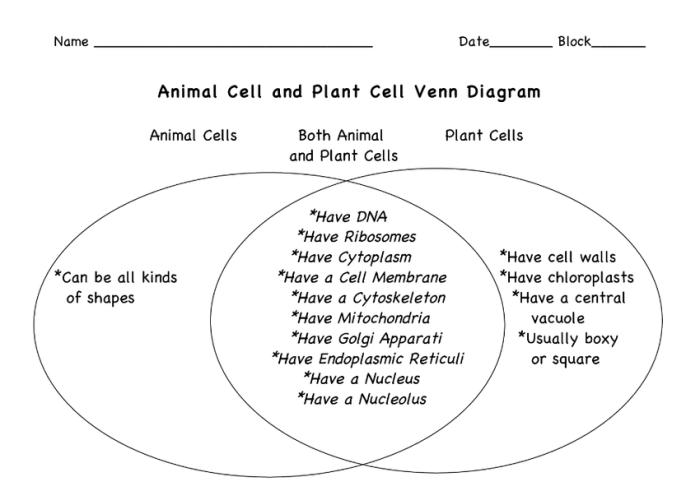 Venn diagram of animal cell vs plant cell