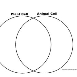 Venn diagram of animal cell vs plant cell