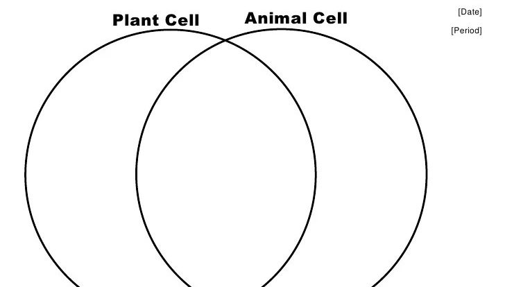 Venn diagram of animal cell vs plant cell