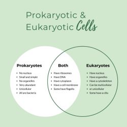 Prokaryotic cells vs eukaryotic cells worksheet