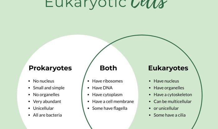 Prokaryotic cells vs eukaryotic cells worksheet