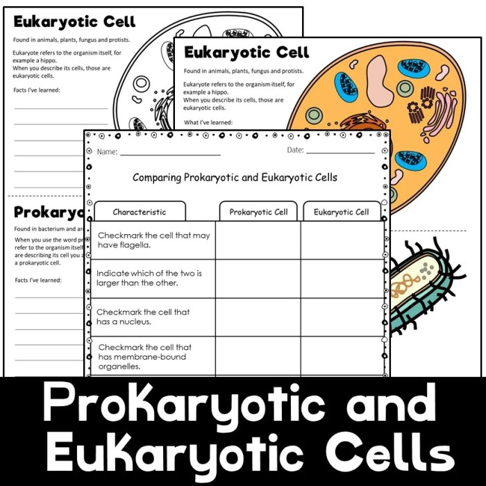 Prokaryotic cells vs eukaryotic cells worksheet