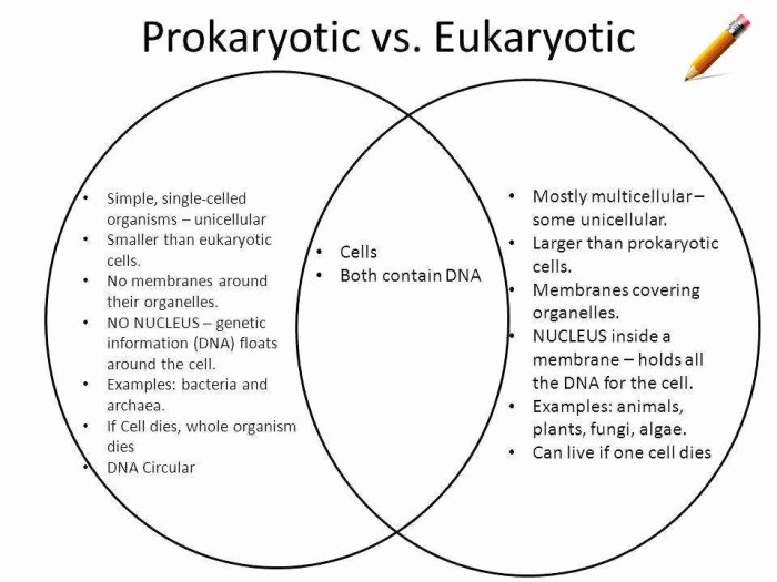 Eukaryotic prokaryotic comparing assessment slidesharedocs answer